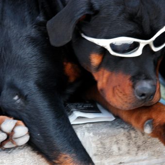 dog-glasses-wink-optometry